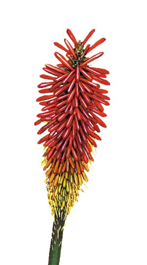 Red Flower Peel & Stick Applique 180200