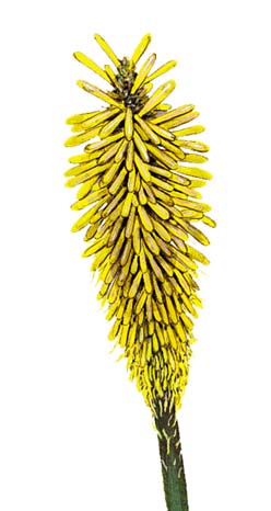 Yellow Flower Peel & Stick Applique 231680