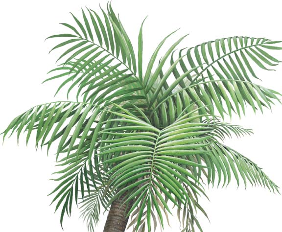 Palm Tree Small Peel & Stick Applique 160111