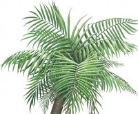Palm Tree Peel & Stick Applique 160110 closeup