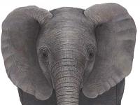 Baby Elephant Peel & Stick Applique 51105 Detailed
