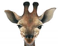 Baby Giraffe Peel & Stick Applique 70917 Detailed