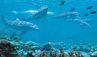 Dolphin Wall Mural MP4959M