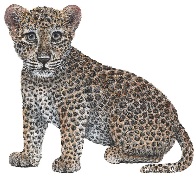 Leopard Cub Peel & Stick Applique 120515