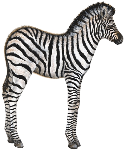 Baby Zebra Peel & Stick Applique 231700