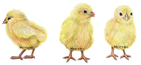 Chicks Peel & Stick Applique 30807