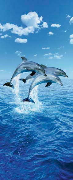 Three Dolphins Mural DM599 by Ideal Decor