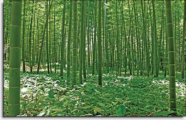 Bamboo Forest Mural UMB91133