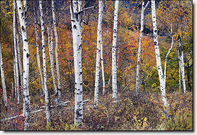 Birch Forest Mural