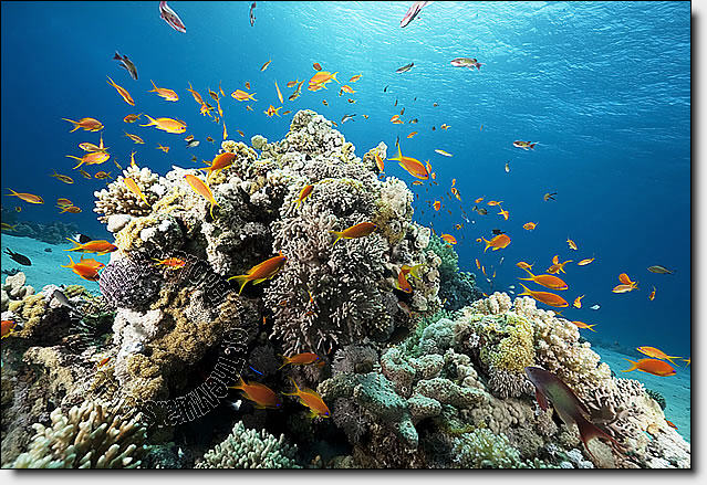 Coral Reef Mural
