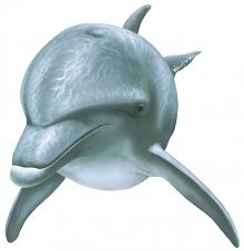 Dolphin1 Peel & Stick Applique 41512