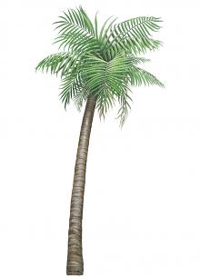 Palm Tree Peel & Stick Applique 160110