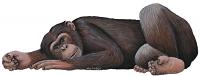 Chimpanzee Peel & Stick Applique 30809